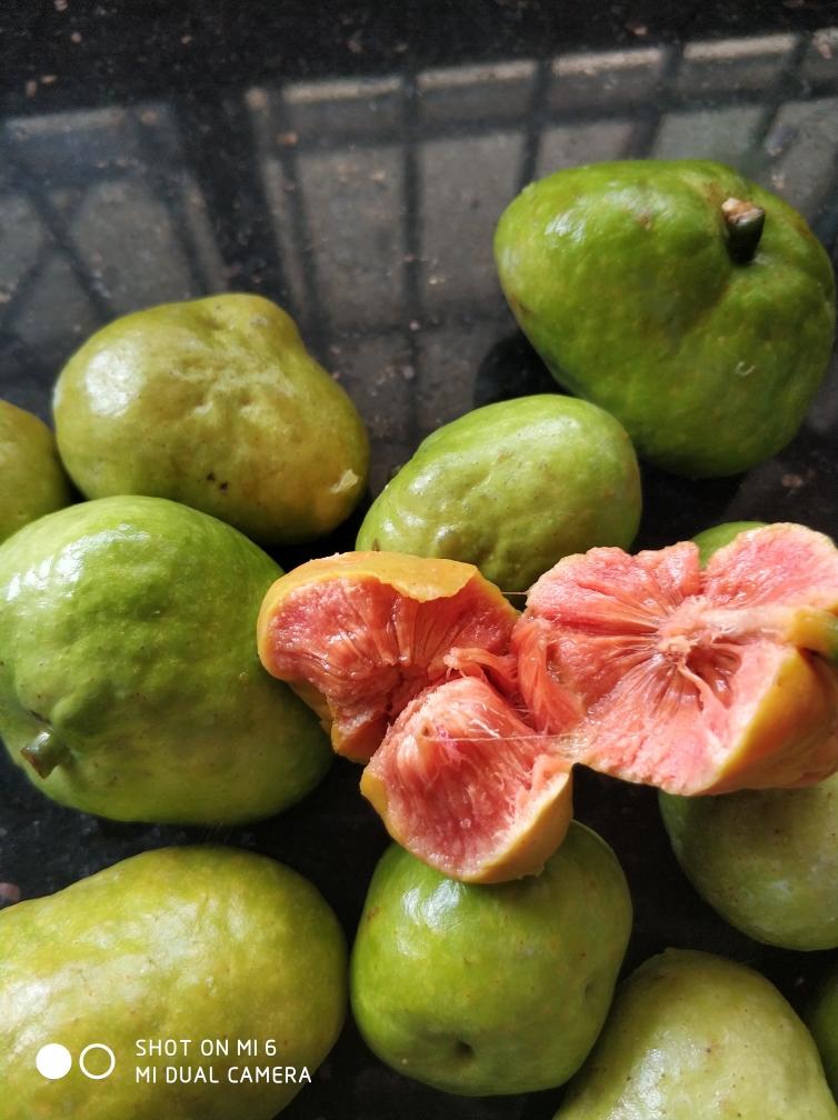 桂木果,桂木 伤感说说吧