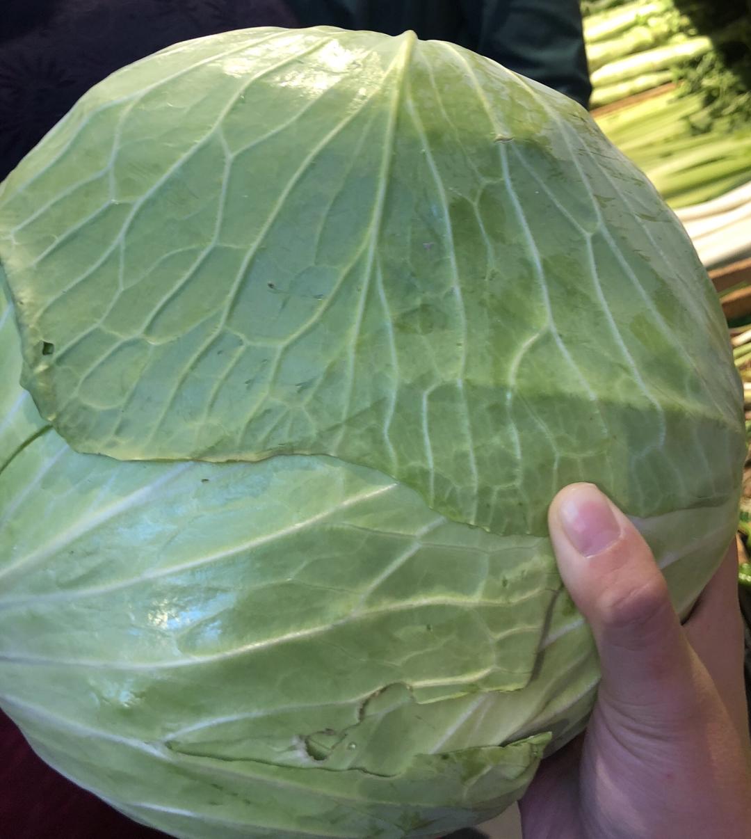 1扁圆白菜
