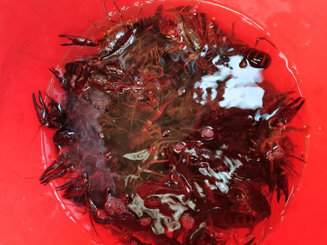 蒜香小龙虾的做法 步骤1