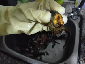 (家庭版免炸)小龙虾?-蒜蓉味-简单好吃的做法 步骤3