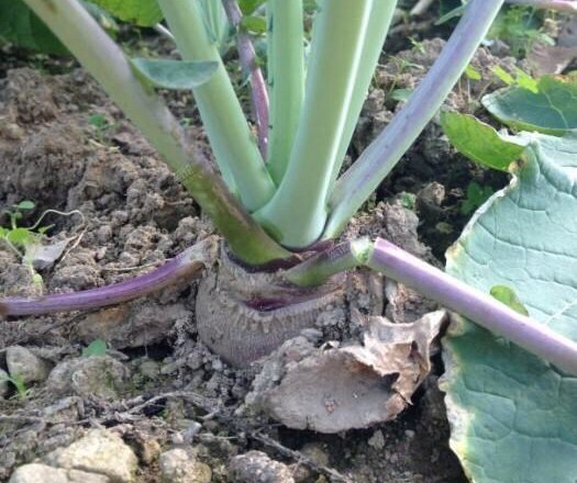 宁波烤菜年糕(奉化版)转发