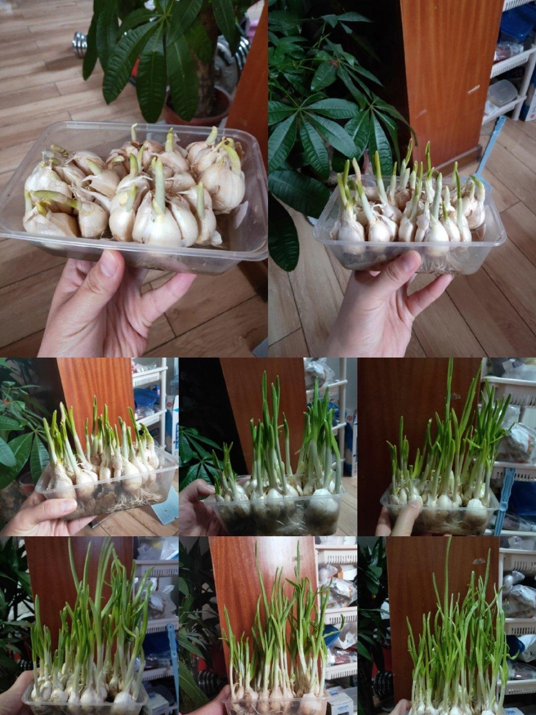 兴晓乐做的自种蒜苗