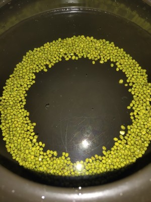 清爽绿豆鸽汤的做法 步骤1