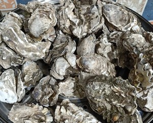 下水洗净,购买来新鲜的生蚝奶油有用刷,建议子多刷几遍,外壳带厚泥土法斗和虎斑法斗图片