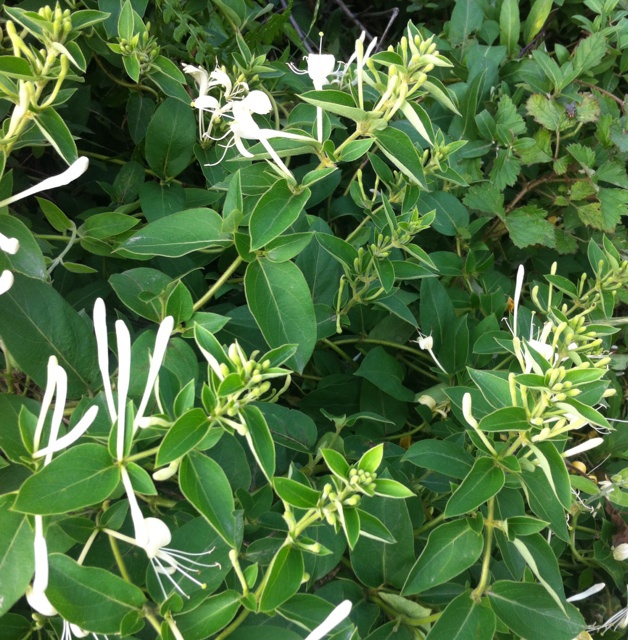 范儿3做的金银花茶