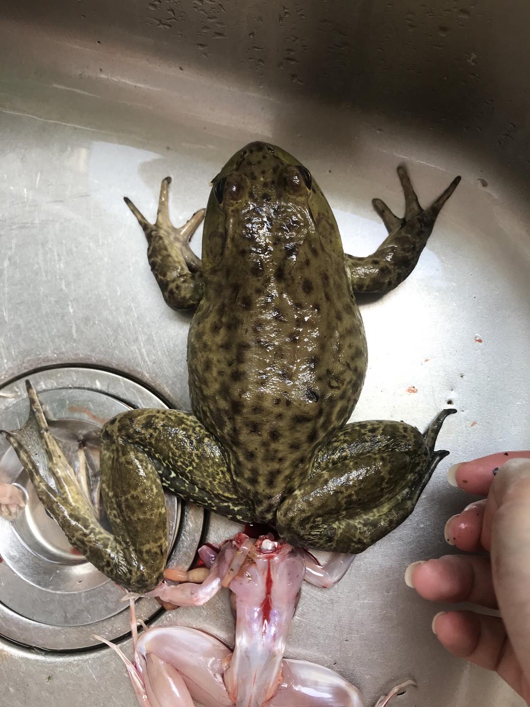 青蛙