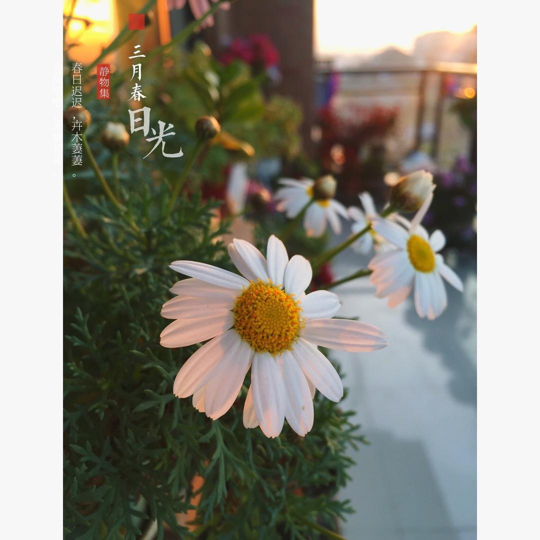 落小夏y做的繁花似锦