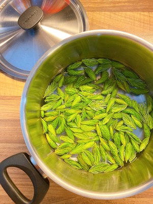 DIY芬兰云杉糖浆kuusenkerkkäsiirappi的做法 步骤2