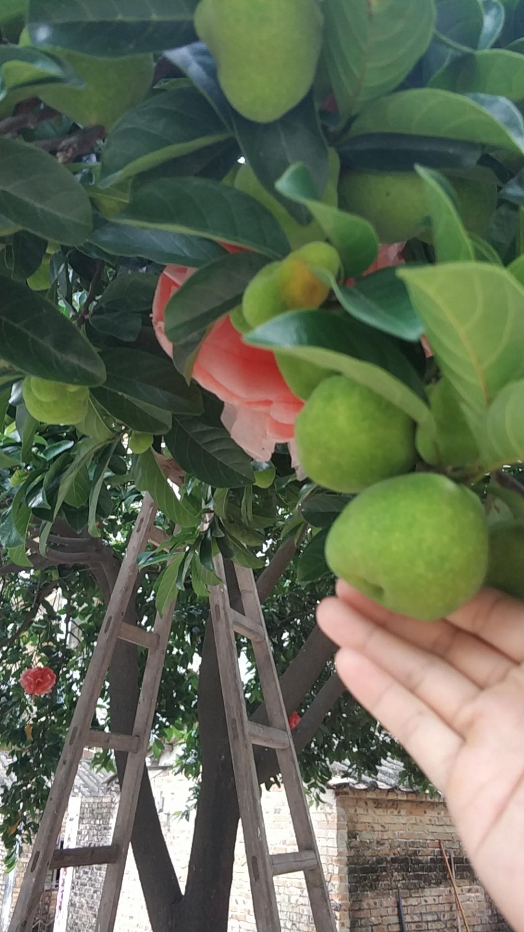 盐渍桂木果/胭脂果