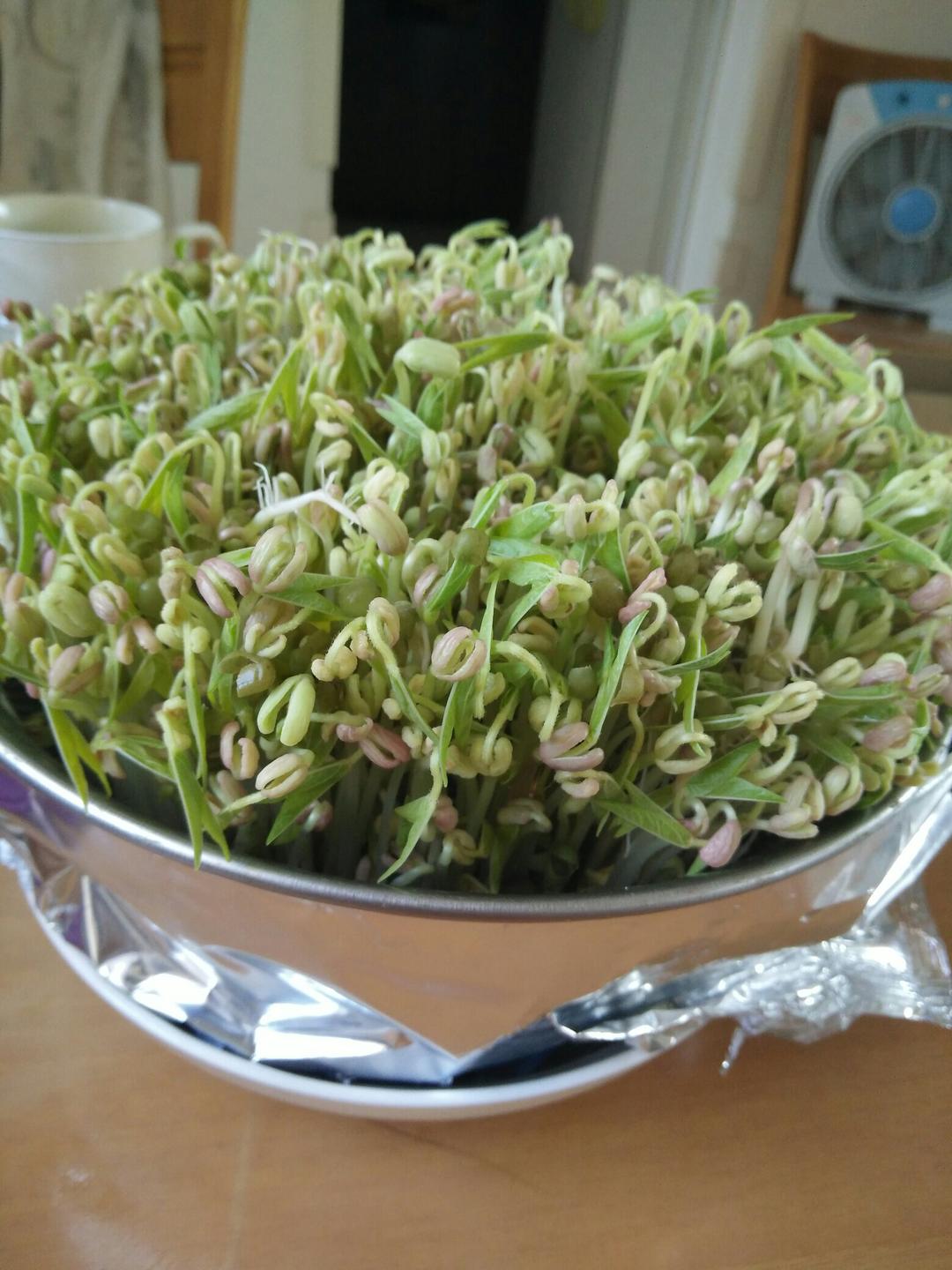 柠檬陶陶做的自发绿豆芽/自生豆芽/自制豆芽