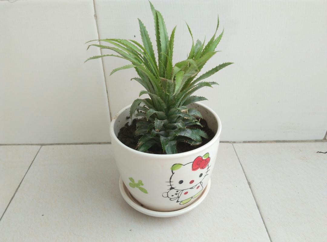 [小窍门]菠萝的选法、削法、吃法、用法大全