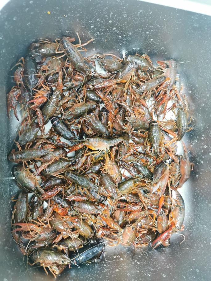 海底捞版零失败麻辣小龙虾！！！！的做法 步骤1