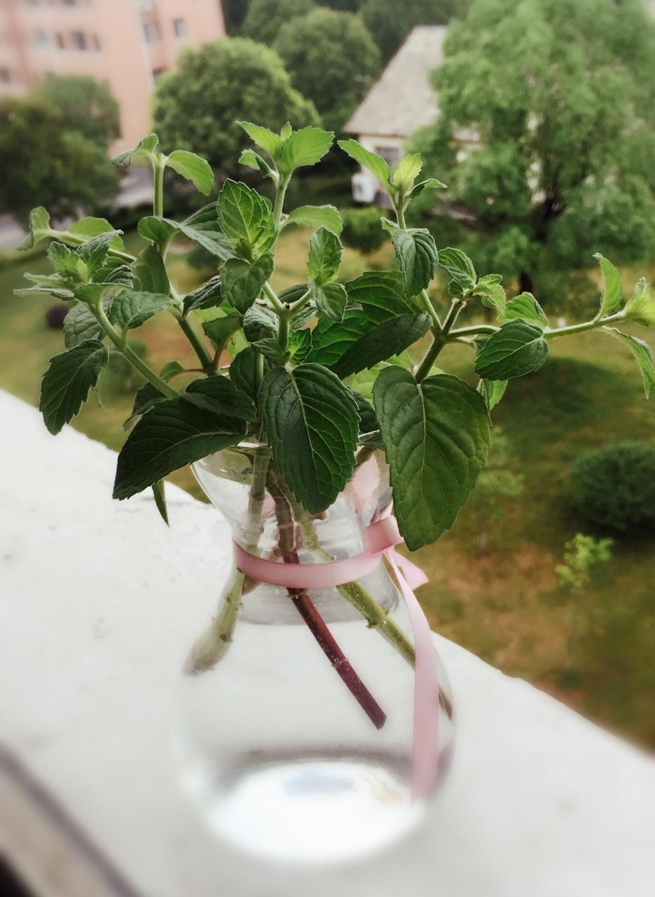 薄荷种植手册,如何把你的薄荷养到爆盆