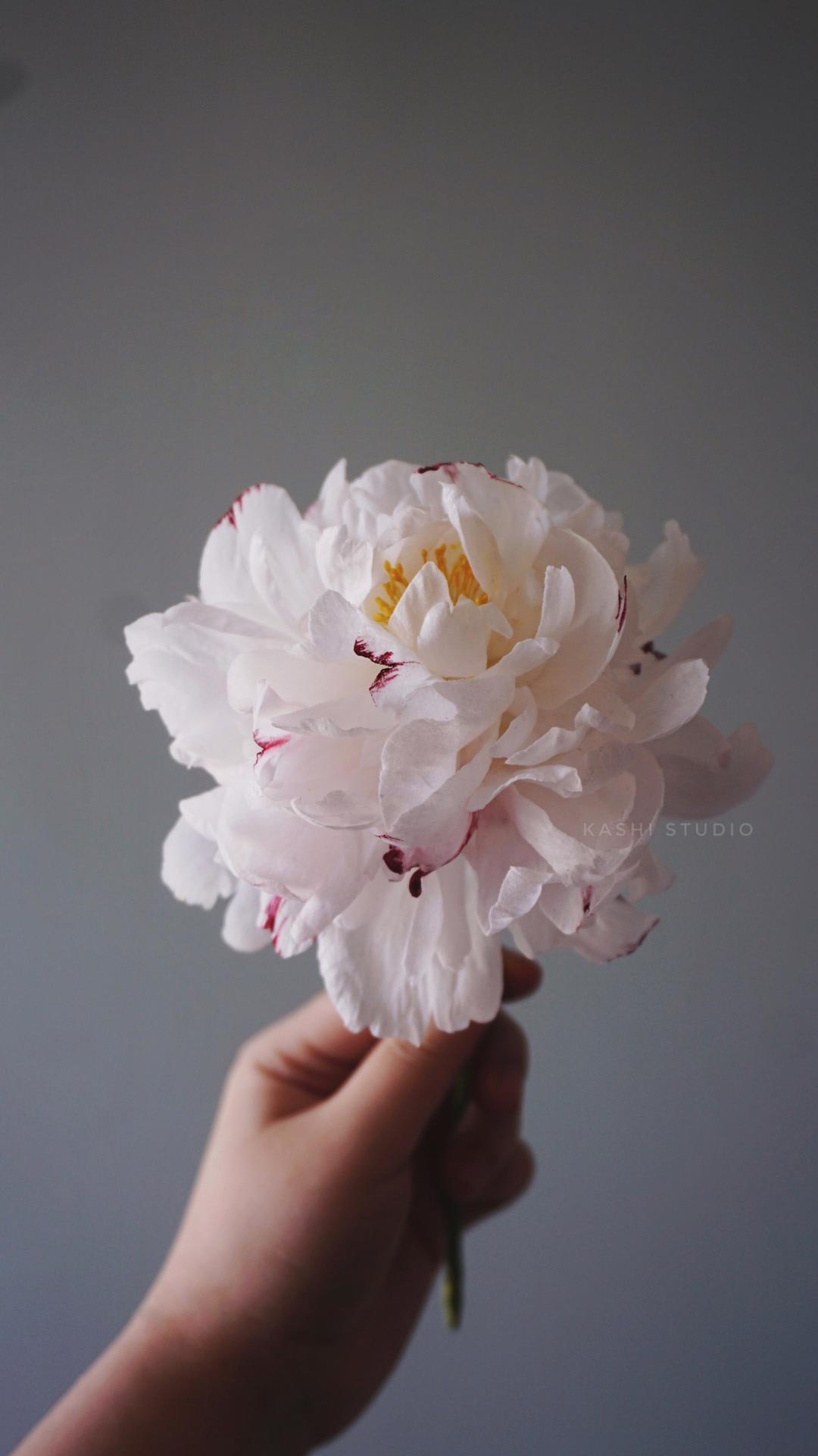 Wafer paper 威化纸花的做法