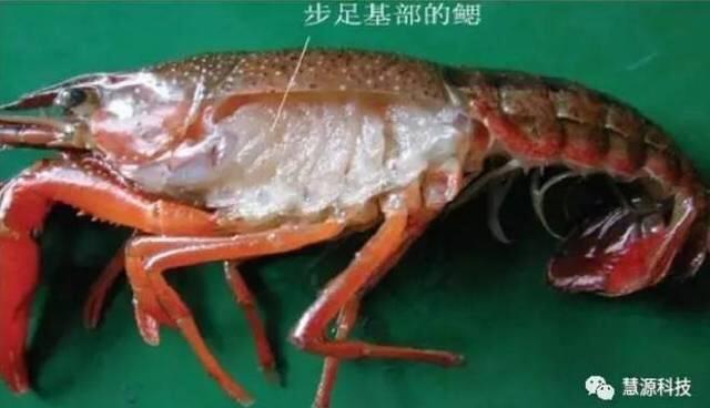 彻底清洗清理小龙虾，简单又干净的做法 步骤6