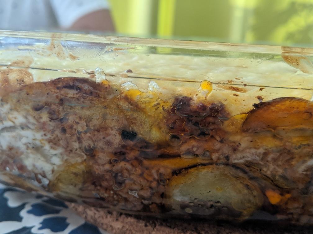 收拾冰箱-免炒白酱非正宗Moussaka