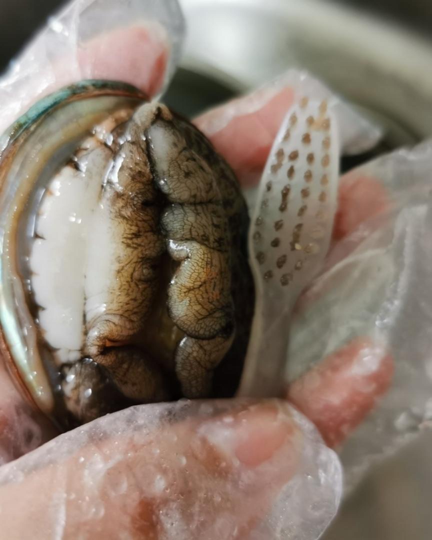姐姐妹妹の番茄小碗装鲍鱼~小朋友轻松吃完一整只番茄(可搭配米饭做成捞饭)的做法 步骤1