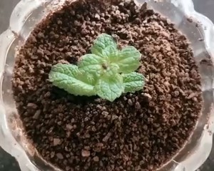 代糖酸奶(面包机)的做法 步骤12