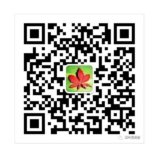 【酸奶老面包(最好吃没有之一)的做法步骤图】红叶99-制作