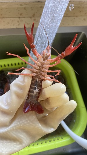 蒜蓉十三香+清蒸小龙虾的做法 步骤1