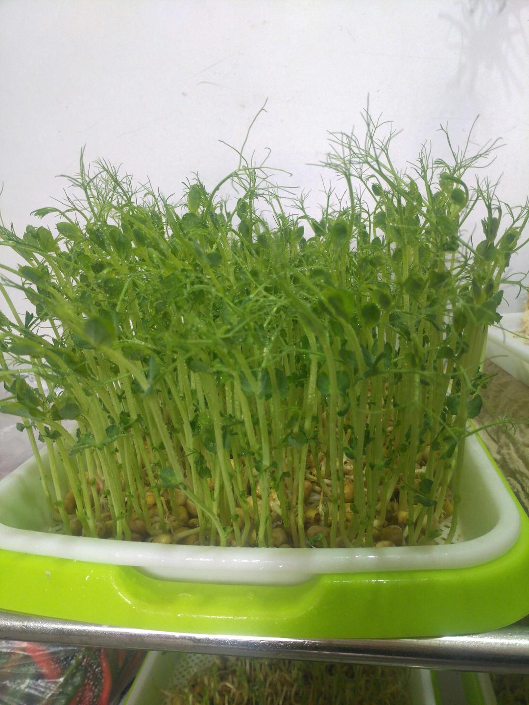 发豌豆苗 花之梦幻做的发豌豆苗  赞