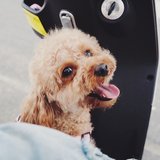 王光光光光