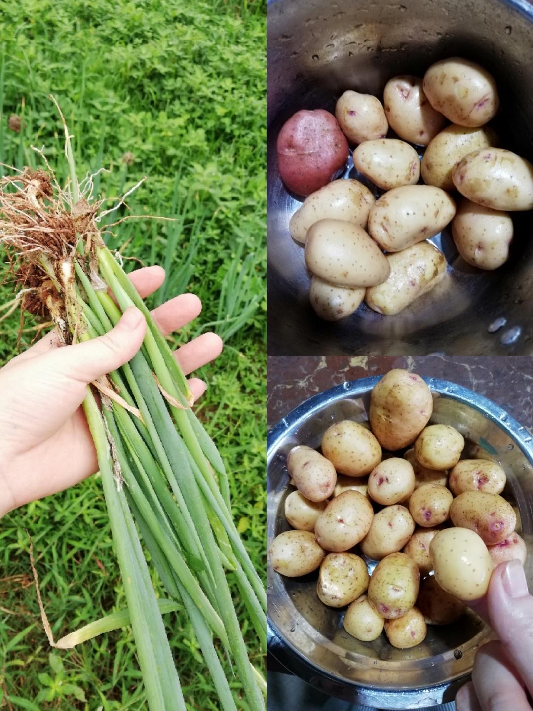 锅巴小土豆