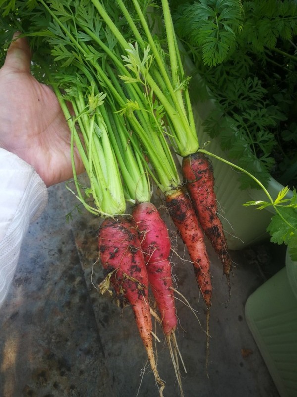 做过 楼顶绿色菜园 胡萝卜叶子太茂盛了图片