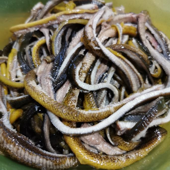 熟丝鳝鱼