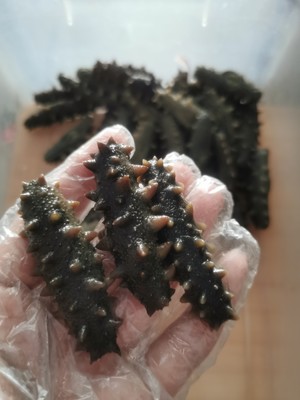 超快速海参泡发方法的做法 步骤1