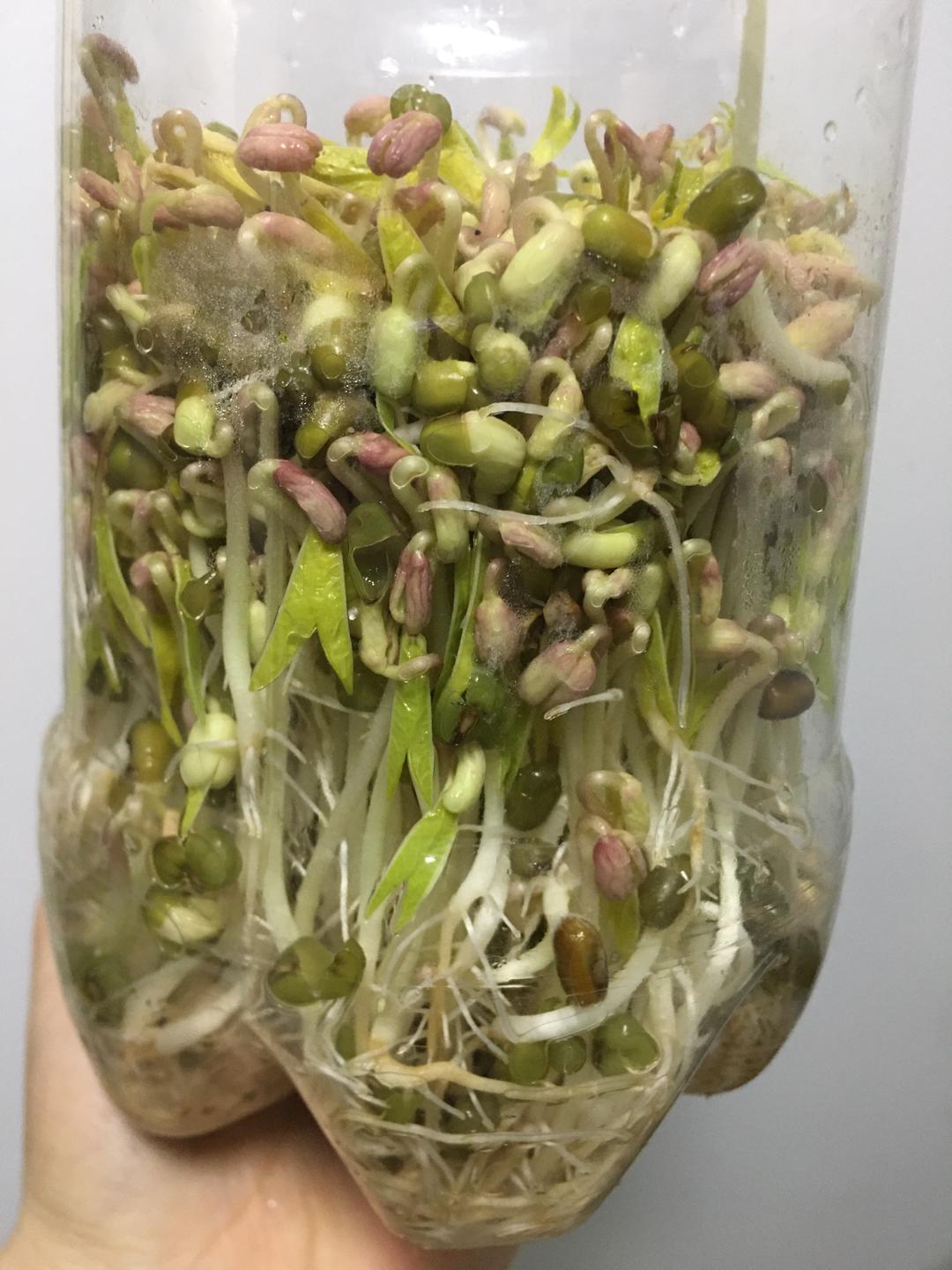 废品利用,自制发芽器,发绿豆芽