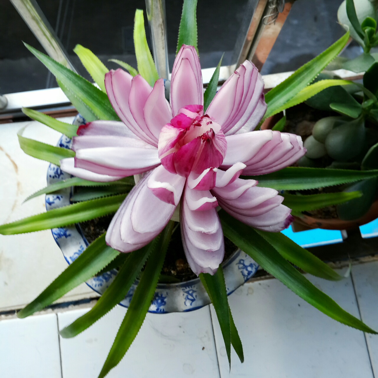 super宋做的洋葱花
