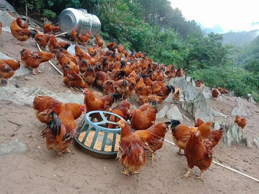 【正宗清远阳山走地鸡的做法步骤图】正宗广东清远阳山山地鸡_下厨房