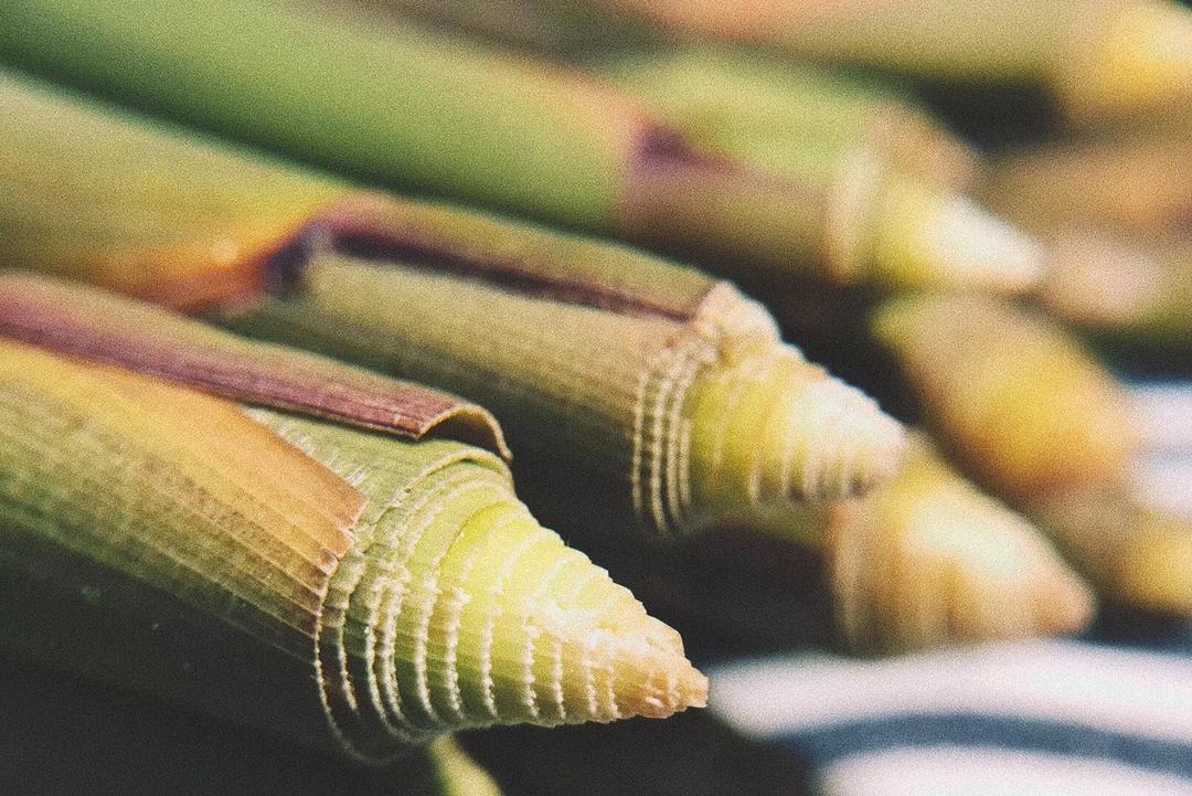 春天的尾巴-金黄竹笋鸡汤