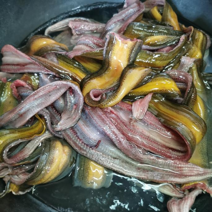 熟丝鳝鱼