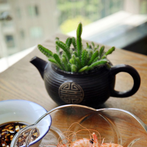 【火龙果盆栽可行性报告图片】李童年_下厨房