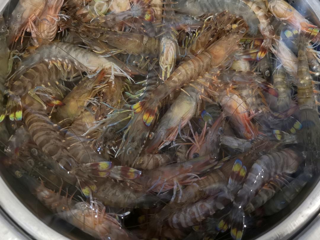 活虾冷冻保鲜方法