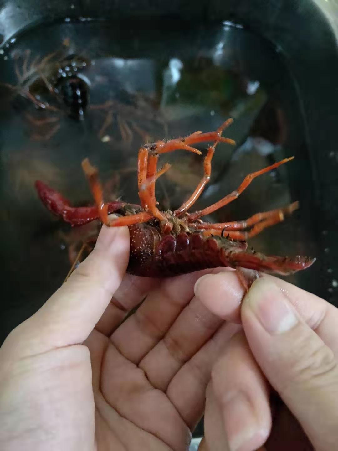 香辣小龙虾