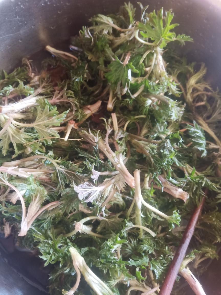 下饭菜 哈拉海,婆婆丁          全是绒绒刺,扎手啊扎手.
