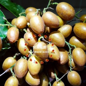 鲍鱼黄皮汤的做法 步骤3