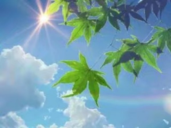 背景 壁纸 绿色 绿叶 树叶 植物 桌面 600_450图片