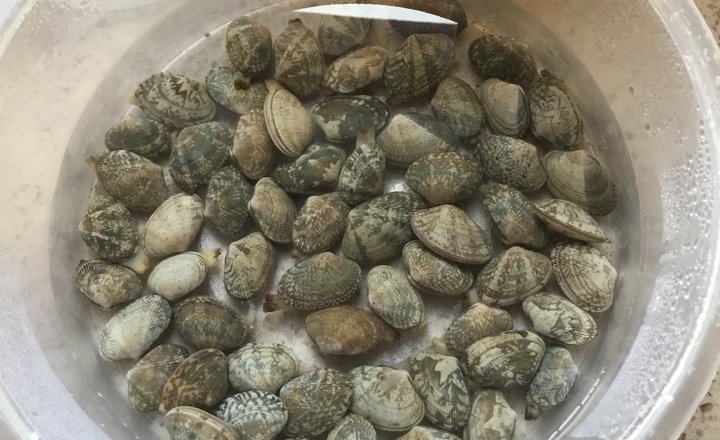 用料蛤蜊的黄鱼猪肝鲞怎么读图片