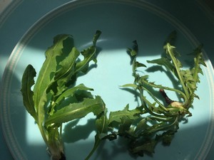 帕玛森奶酪色拉