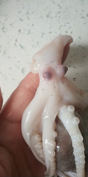 辣炒八爪鱼的做法 步骤3