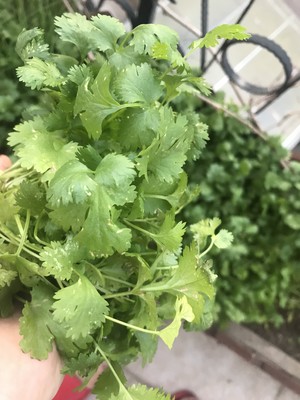 香菜青椒牛肉的做法 步骤2