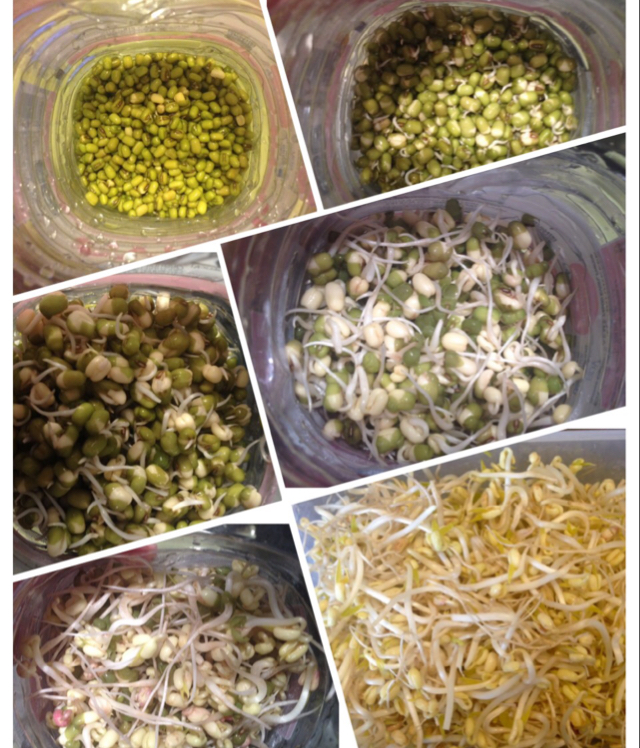 菜菜要做快乐的自己做的自发豆芽(可乐瓶发豆芽0失败!