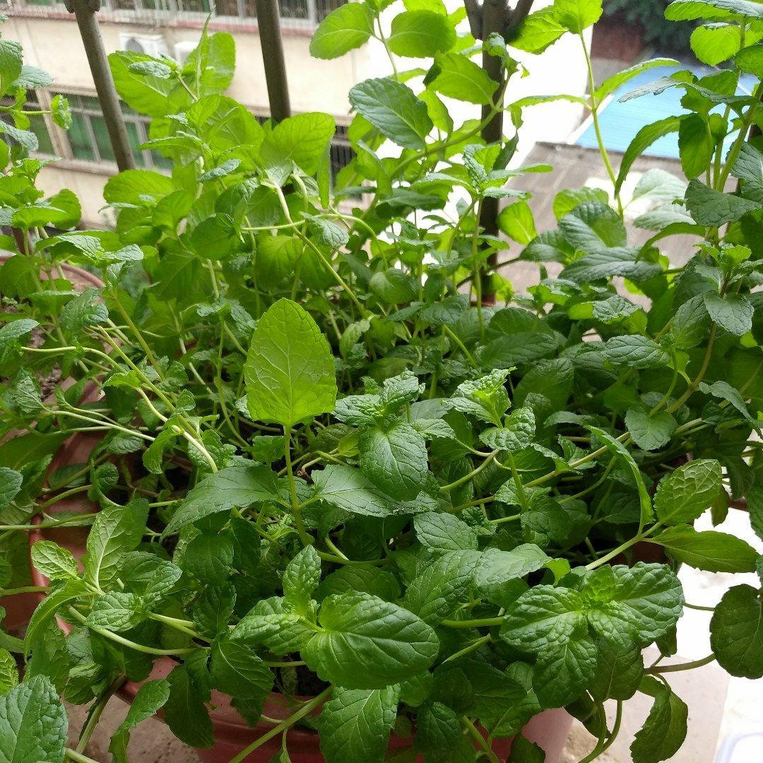 忘忧草9190做的薄荷种植手册如何把你的薄荷养到爆盆