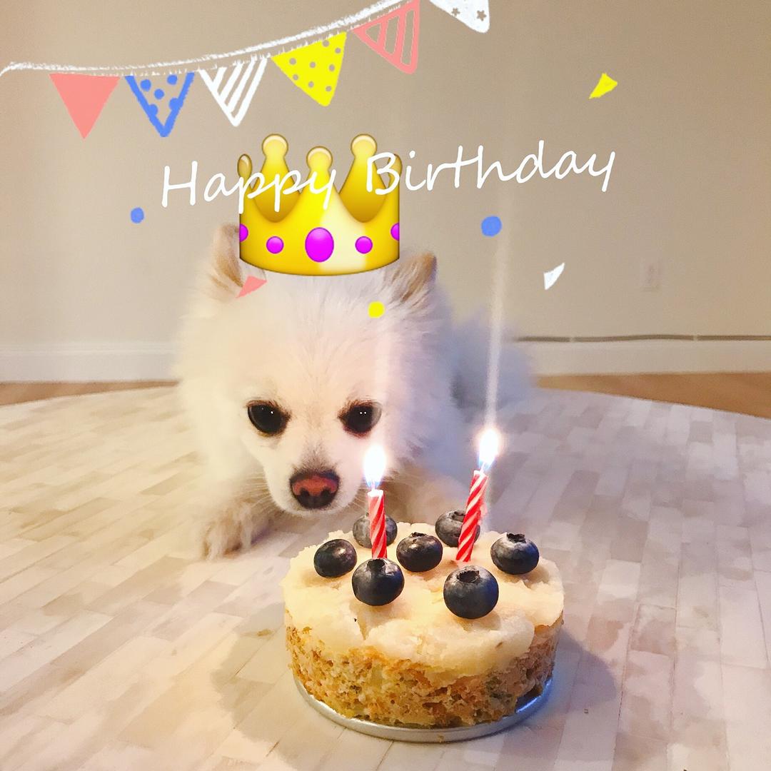 小桃花仙做的狗狗生日蛋糕(纯天然无色素无面粉)