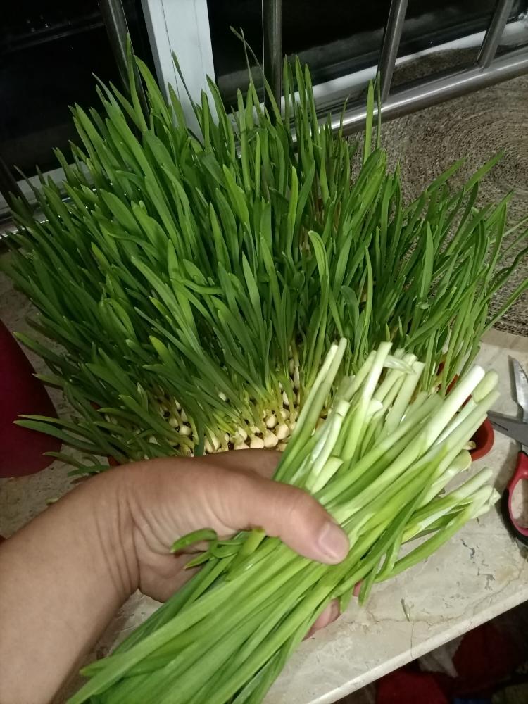 种蒜苗