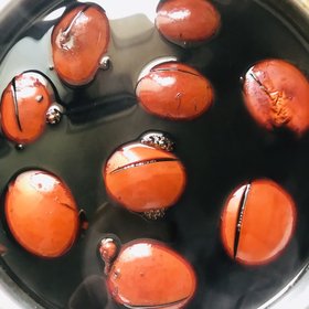 【快手卤蛋图片大全-小泰迪爱喵喵的快手卤蛋